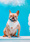 Cute French Bulldog in X Marks the Spot reversible dog bandana made by royal collections and co