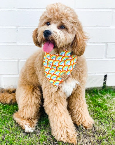 Cute Goldendoodle Dog in Love is LOVE Reversible Dog Bandana made by Royal Collections and Co.