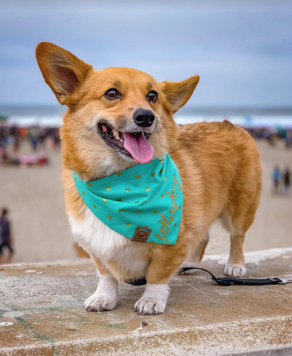 Cute Corgi Dog in X Marks the Spot Reversible Dog Bandana made by Royal Collections and Co.