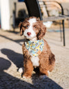 Cute Aussiedoodle Puppy in Date Night Riffle Paper Co Dog Bandana made by Royal Collections and Co.