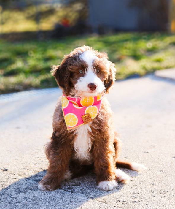 Cute Aussiedoodle Puppy in Pink Lemonade Summer Dog Bandana made by Royal Collections and CO.