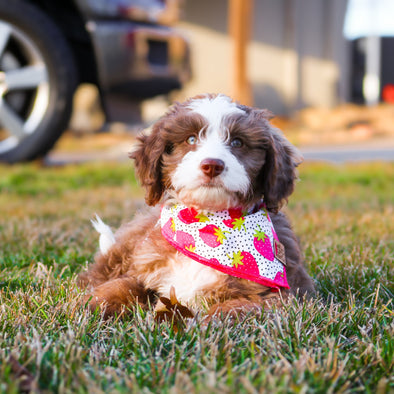 Cute Aussiedoodle Puppy in Strawberry Fields Summer Dog Bandana made by Royal Collections and Co.