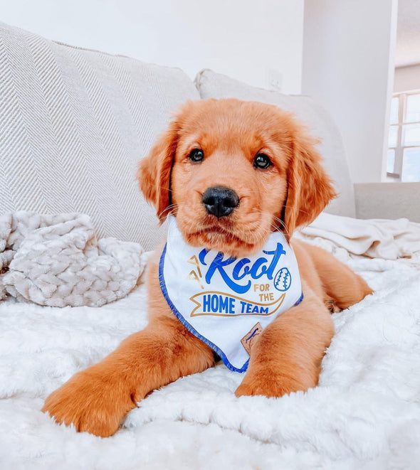 Golden Retriever Puppy in Root for the Home Team Kansas City Royals Baseball Bandana made by Royal Collections and Co.