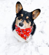 Cute Tri Color Corgi in Kansas City Chiefs Flannel Dog Bandana made by Royal Collections and Co.