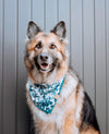 Adorable German Shepard in Teal Paisley Dog Bandana made by Royal Collections and Co.