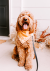 Adorable Goldendoodle in Harvest Dog Bandana made by Royal Collections and Co.