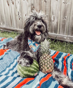 Cute AussieDoodle Dog in Picnic in the Park Summer Dog Bandana made by Royal Collections and Co.