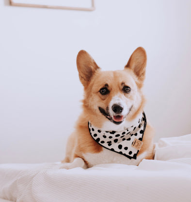 Cute Corgi in Dots for Days fall dog bandana made by royal collections and co signature luxe collection.jpeg