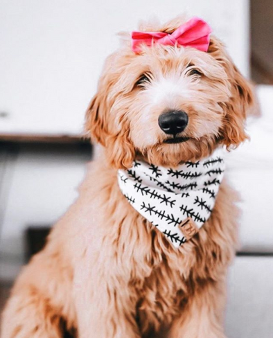 Cute GoldenDoodle Dog in Tahoe Bandana made by Royal Collections and Co,