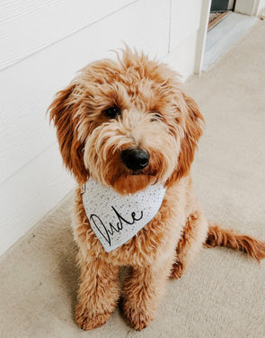 Cute Goldendoodle Dog in Muted Summer Dog Bandana made by Royal Collections and Co