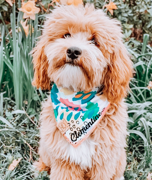 Cute Goldendoodle Dog in Wild Things Dog Bandana made by Royal Collections and Co..JPG
