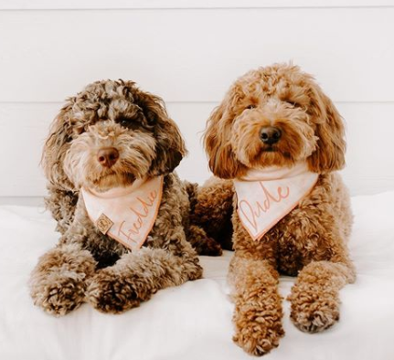 Cute Goldendoodle Dogs in Peach Tie Die Summer Bandana made by Royal Collections and Co