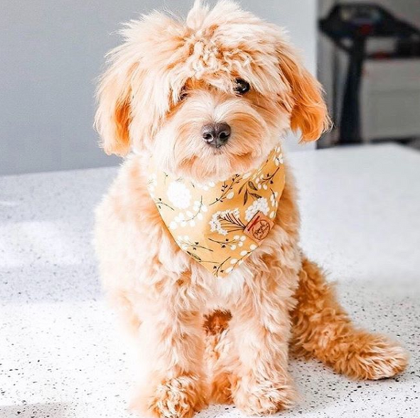 Cute Goldendoodle Puppy in Dark Floral Fall Bandana made by Royal Collections and Co.