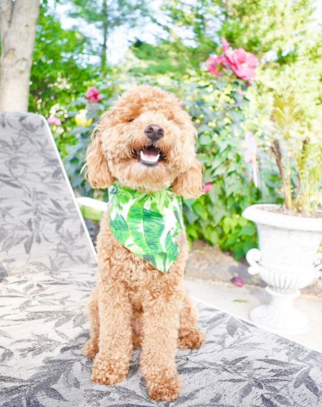 Cute Goldendoodle dog in Amazon Reversible Dog Bandana made by Royal Collections and Co.