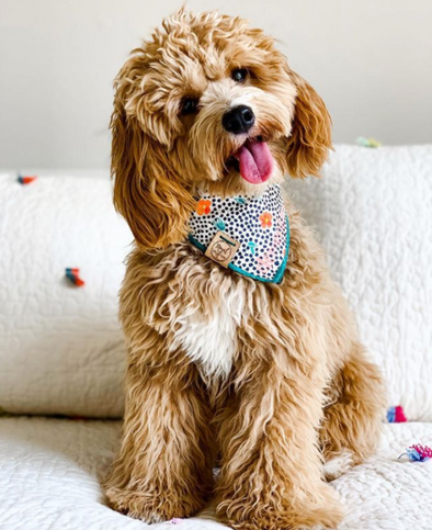 Cute Mini Goldendoodle Dog in Indie Floral Dog Bandana made by Royal Collections and Co.