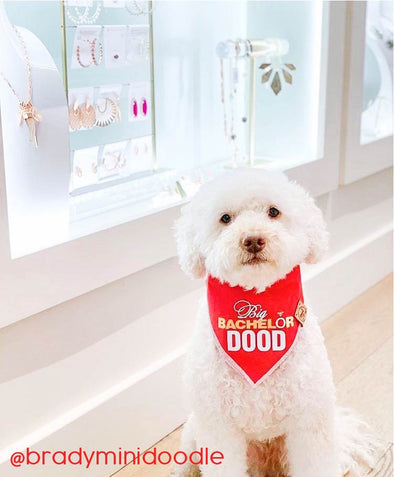Cute Doodle Dog in Bachelor Inspired Dog Bandana made by ROYAL COLLECTIONS AND CO