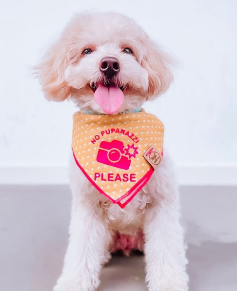 Doodle Dog in Linen Mustard Dots Dog Bandana and No Puparazi Text made By Royal Collections and Co.2 (1)