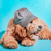 Cute Goldendoodle Dog in Gimme All The Dogs Dog Mom Hat in Charcoal sold by Royal Collections and Co. made by Dapper Paw