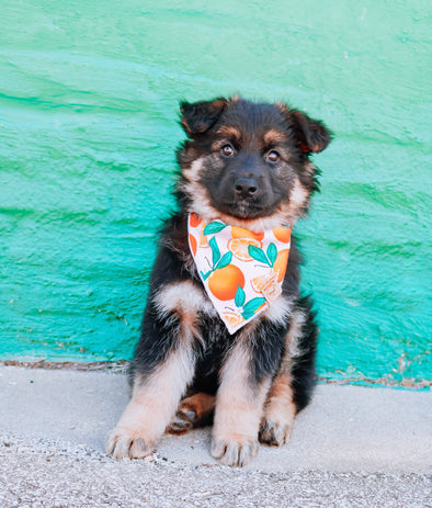 Summertime Sweetness Dog Bandana