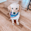 Cute Golden Retriever Puppy In american stripes dog bandana made by royal collections and co