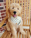 Cute Goldendoodle Dog in X Marks the Spot Reversible Dog Bandana made by Royal Collections and Co.
