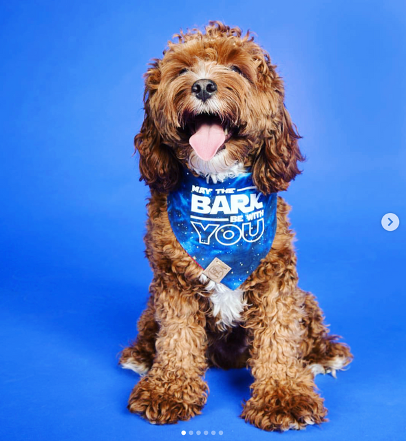 Cute Goldendoodle in May the bark be with you text add on for Bark Wars Star Wars Blue Dog Bandana made by Royal Collections and Co.