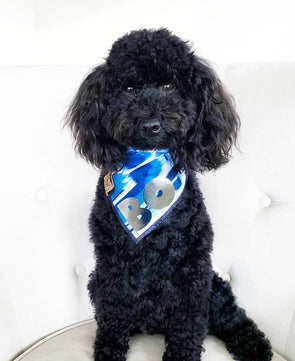Mini Poodle in Streaks of Sapphire Dog Bandana made by Royal Collections and Co.