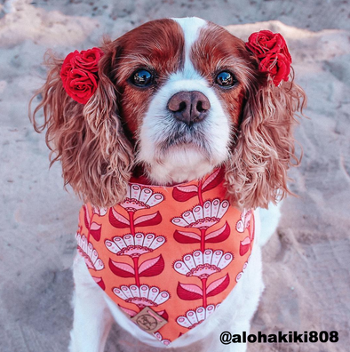 Cute Cocker Spaniel Dog in Groovy Gardens Summer Bandana made by Royal Collections and Co.