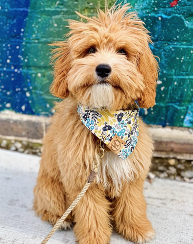 Cute Goldendoodle Dog in Date Night Reversible Dog Bandana made by Royal Collections and Co.
