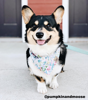 Cute Corgi Dog in Lilly Pad Summer Dog Bandana made by Royal Collections and Co.