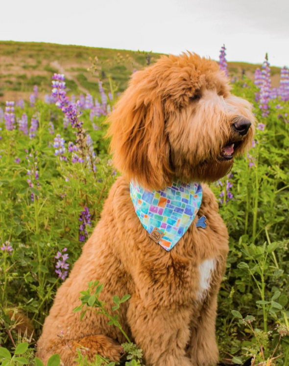 Cute Goldendoodle Dog in Blue Mosaic Reversible Summer bandana made by Royal Collections and Co.