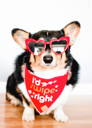 Cute Corgi Dog in I'd Swipe Right Tinder Inspired Valentines Day Dog Bandana made by Royal Collections and Co.