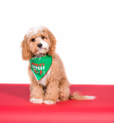 Dog elf bandana 2025