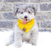 Cute dog in Amazon Reversible Dog Bandana made by Royal Collections and Co.