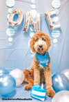 Cute Goldendoodle in Birthday Barkday Dog Bandana made by Royal Collections and Co. with balloon arch